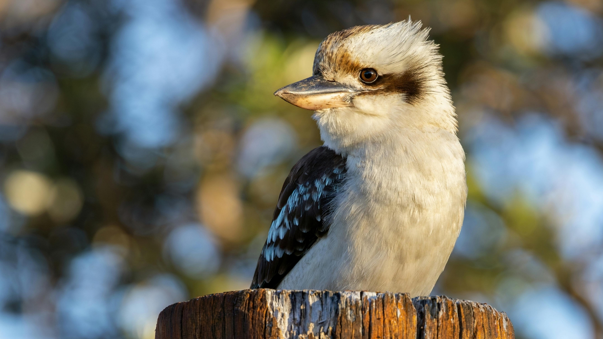 Wildlife photography representing the Nature Photographer of the Year prize