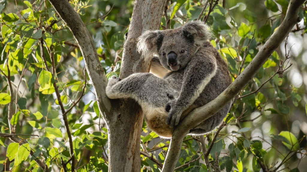 WWF conservation fieldwork
